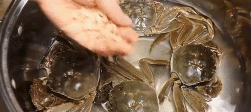 如何正确保存螃蟹的方法（冰箱是最佳选择）