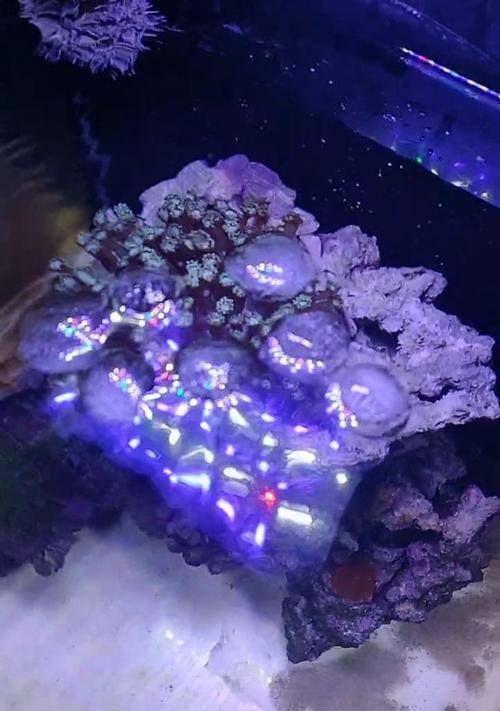 海缸冰水散热器使用方法是什么？