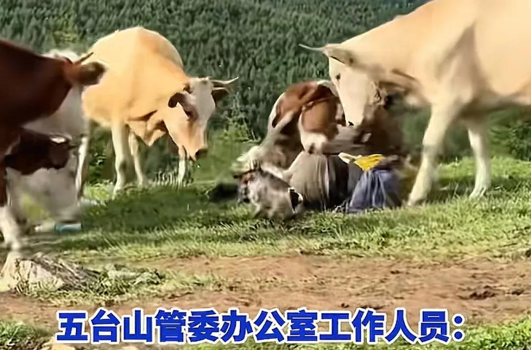 疑似反转！五台山游客被牛群踩踏，当事人道出实情，否认喂牛肉干