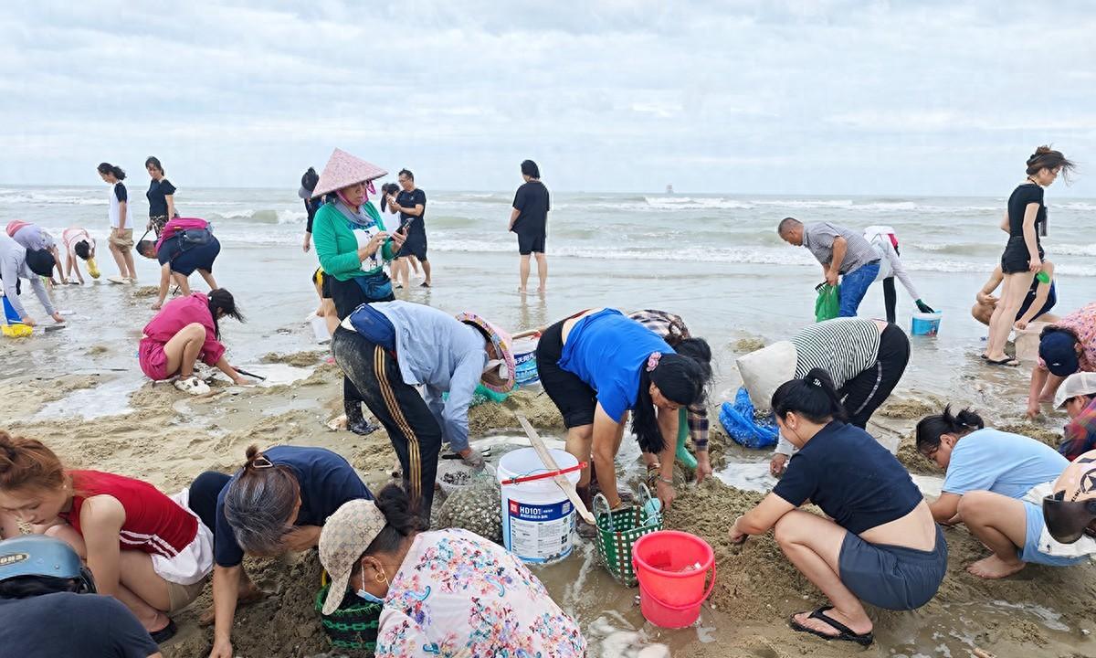 台风韦帕走后，北海大墩海惊现大量海螺，游客市民说根本捡不完